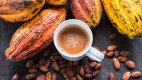 Hạt Cacao rang mua ở đâu?